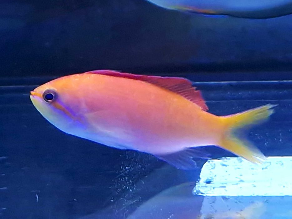Pseudanthias dispar Ryby Morskie Akwarystyka Morska