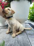 Labrador retriever biszkoptowy gotowy do odbioru ostatni piesek