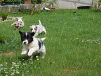 Border Collie - piesek