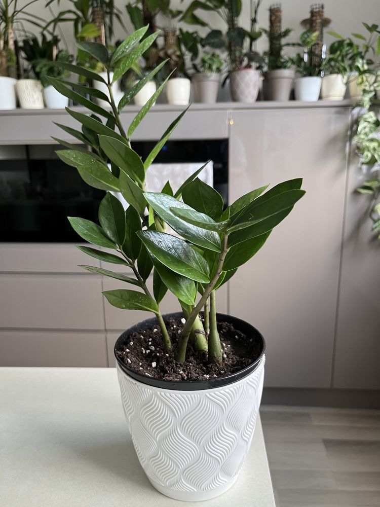 Strelicja królewska reginae, rajski ptak. Zamiokulkas