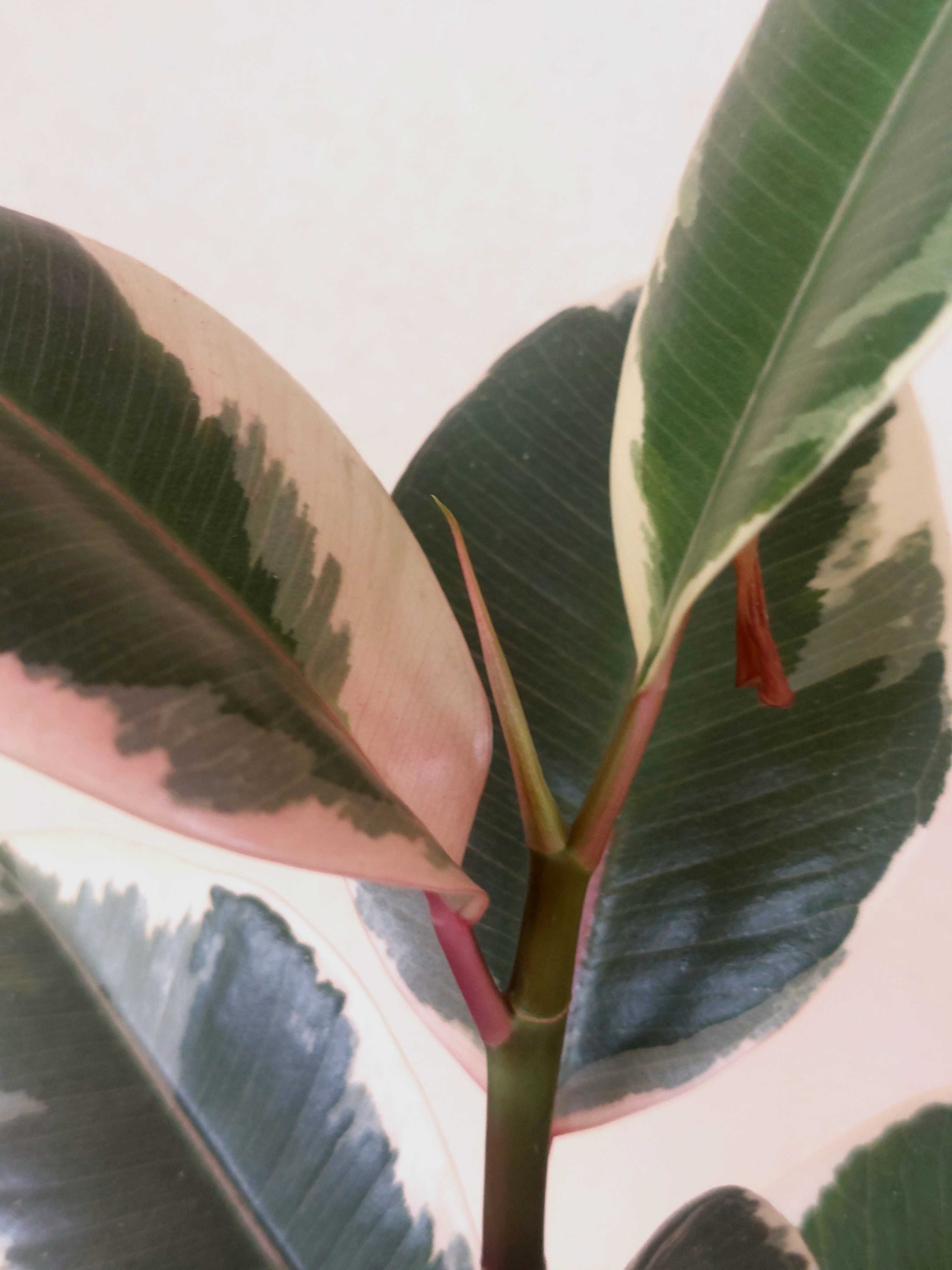 Planta Ficus elastica 'Tineke'