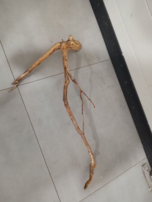 Długi, ciekawy naturalny korzeń do akwarium