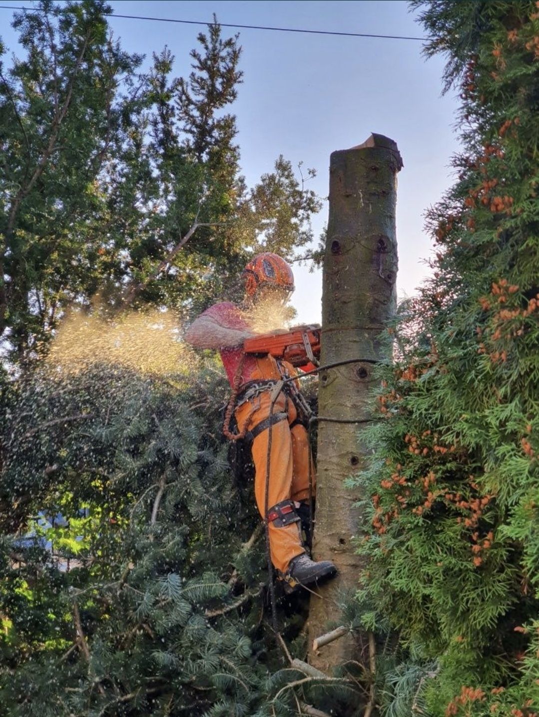 Wycinka drzew trudnych, wycinka drzew metodą alpinistyczną