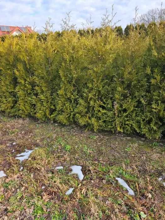 Tuja Brabant 250 , 220 cm SADZIMY (dostawa GRATIS cały kraj)