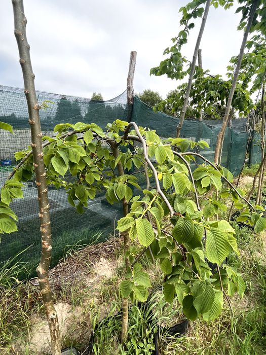 Wiąz 'Camperdownii' Doniczkowany Szczepiony na różnych wysokościach