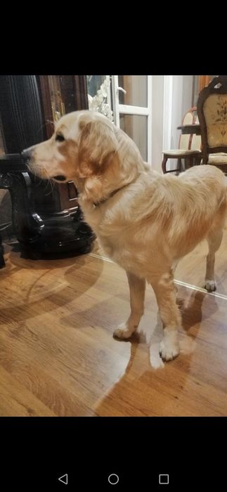 Golden Retriever z Rodowodem suczka dorosła