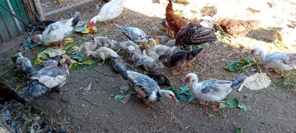 Troco  patos mudos