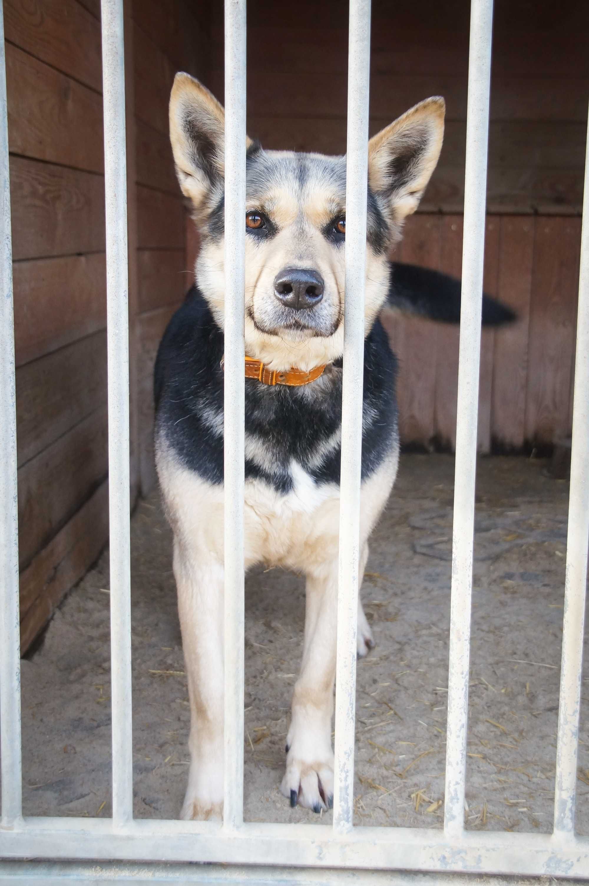 Koksa- młoda, spokojna sunia w typie owczarka poleca się do adopcji.