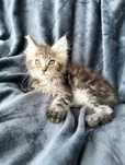 Śliczny kocurek Maine coon