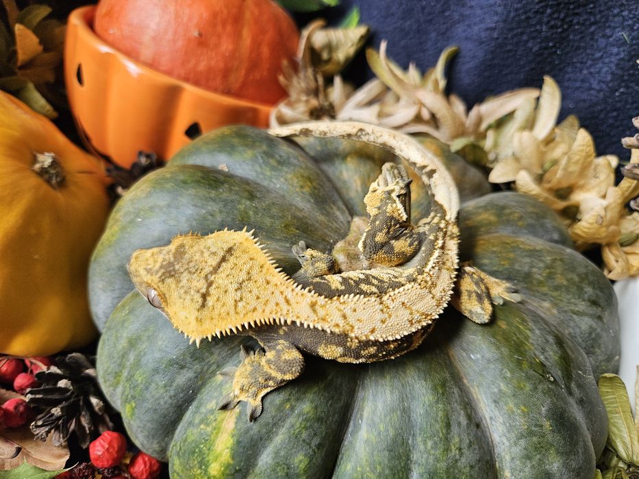 Gekony orzęsione duże.