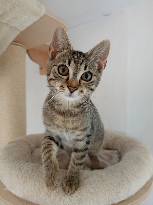 Poszukiwany domek dla koteczka