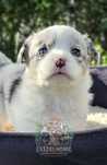 Welsh Corgi Cardigan dziewczynka blue merle