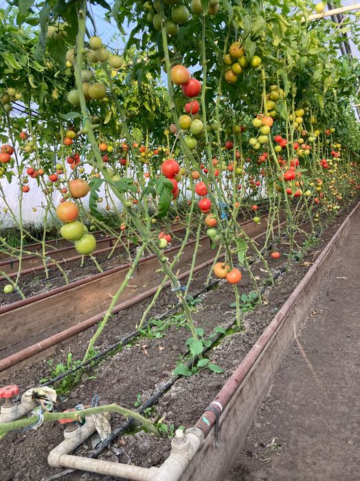 Теплиці , парники в оренду