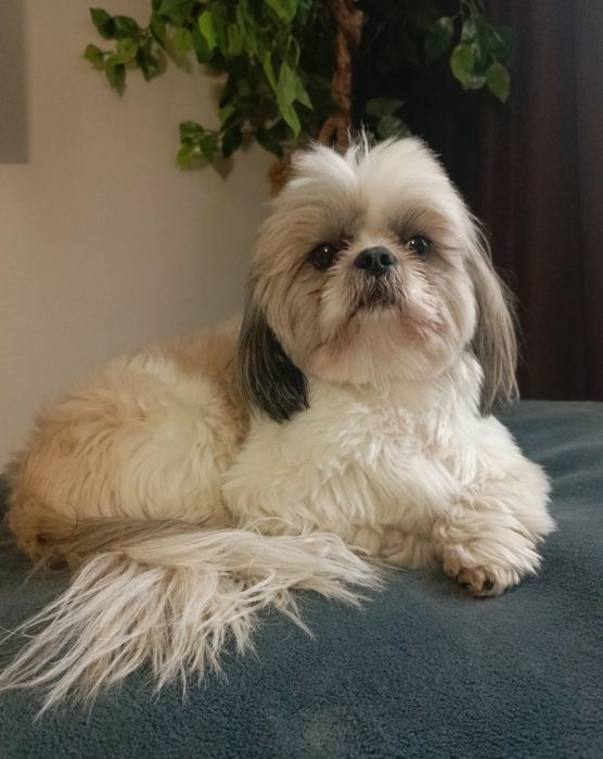 Загубився хлопчик Ши тцу, м Дніпро 21.07