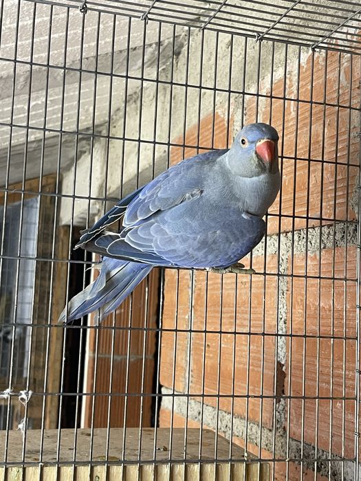 Ringneck Esmeralda * VENDA URGENTE*