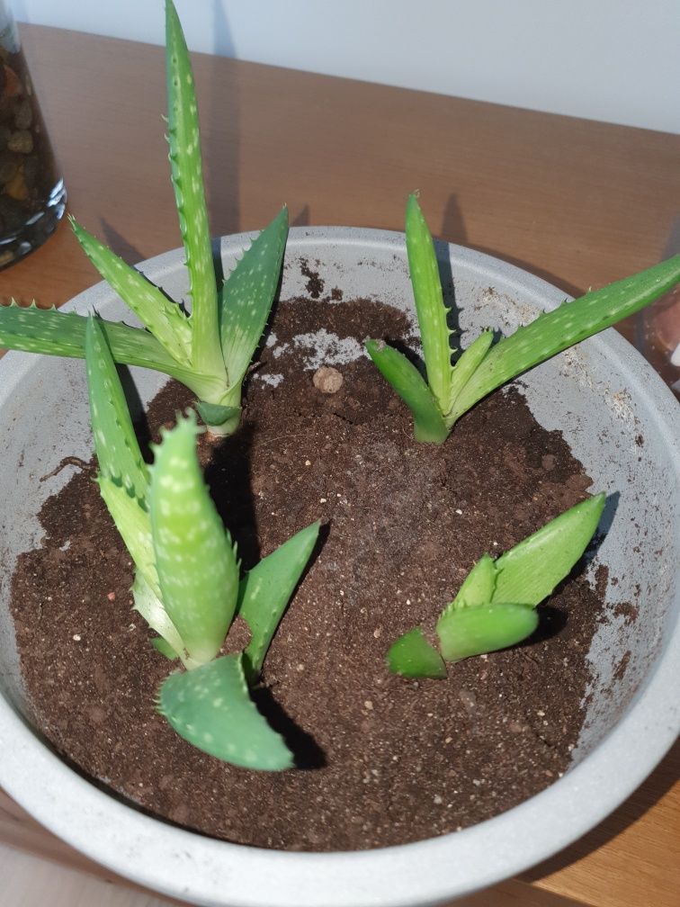 Aloes Kwiat doniczkowy i trawka