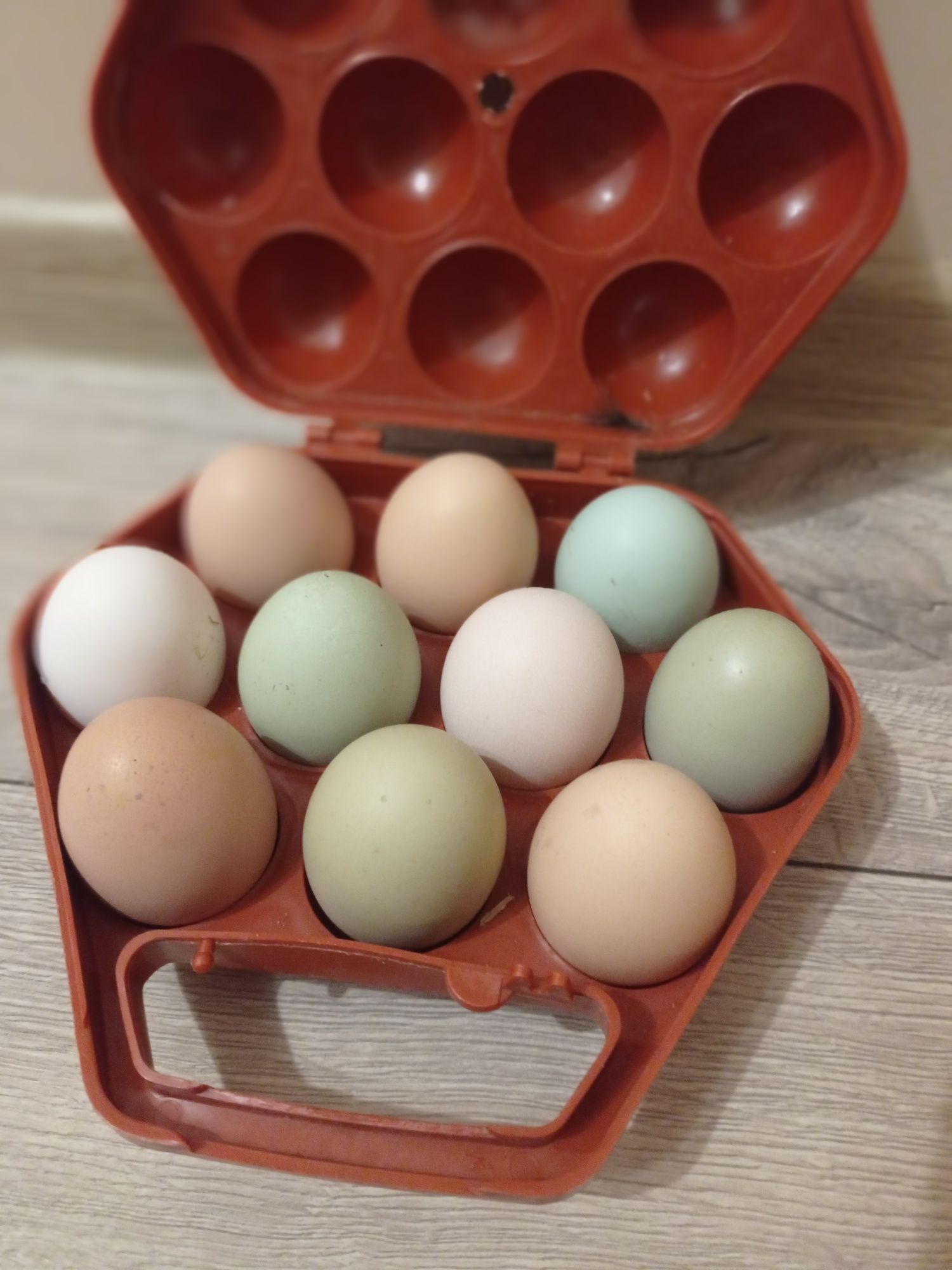 Яйця курей породи  амераукан