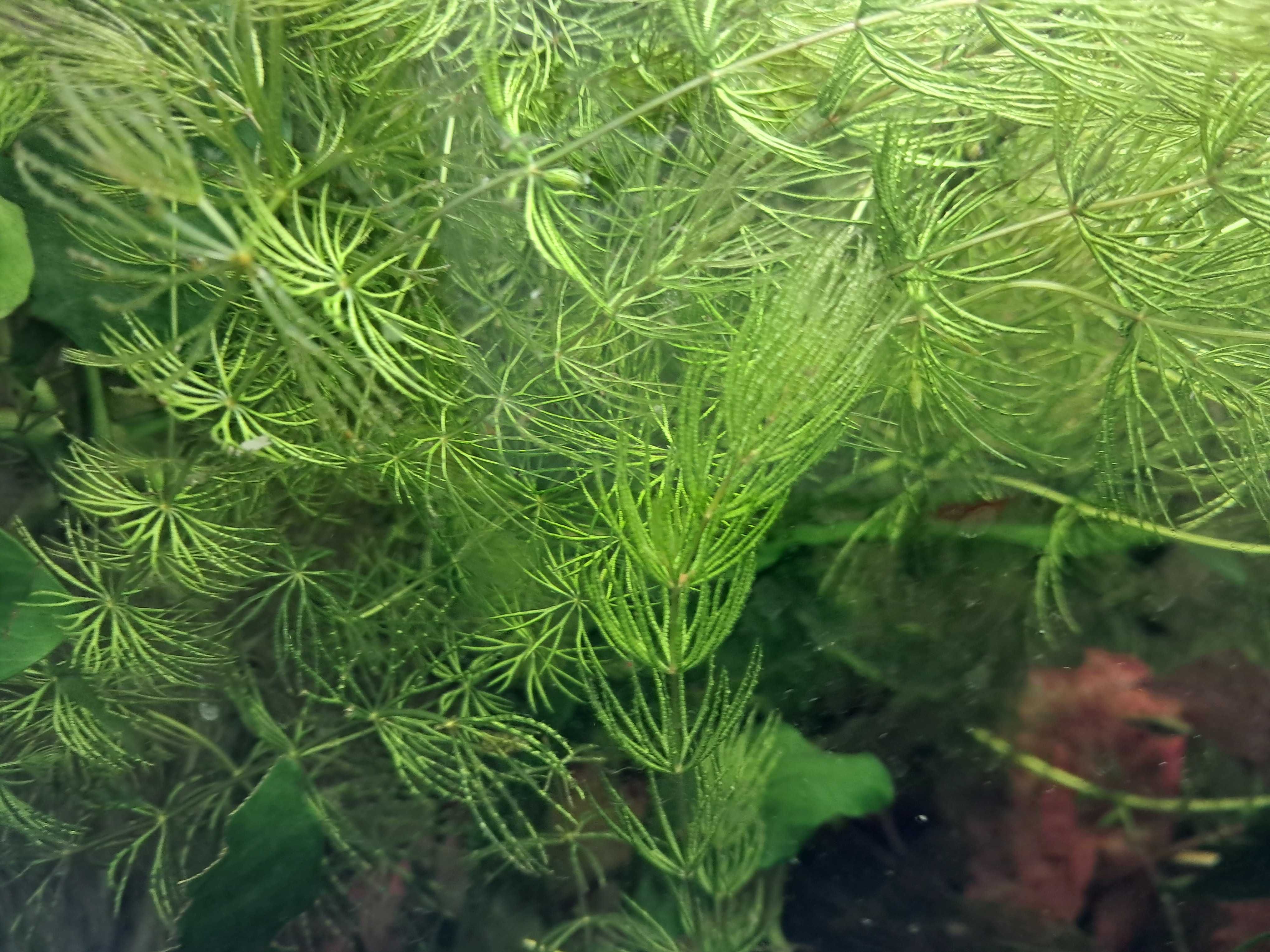 Planta aquário foxtail