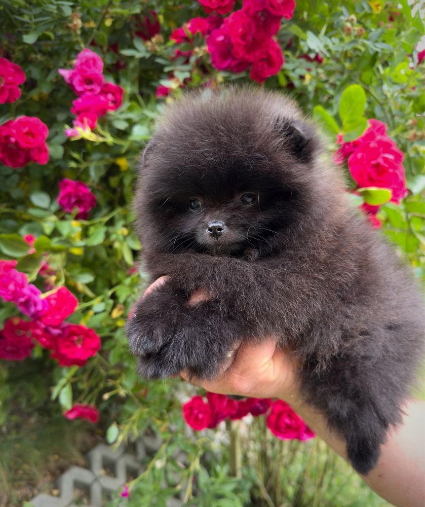 Szpic miniaturowy Pomeranian Gotowy do odbioru  Miś ZKWP FCI mini xxs