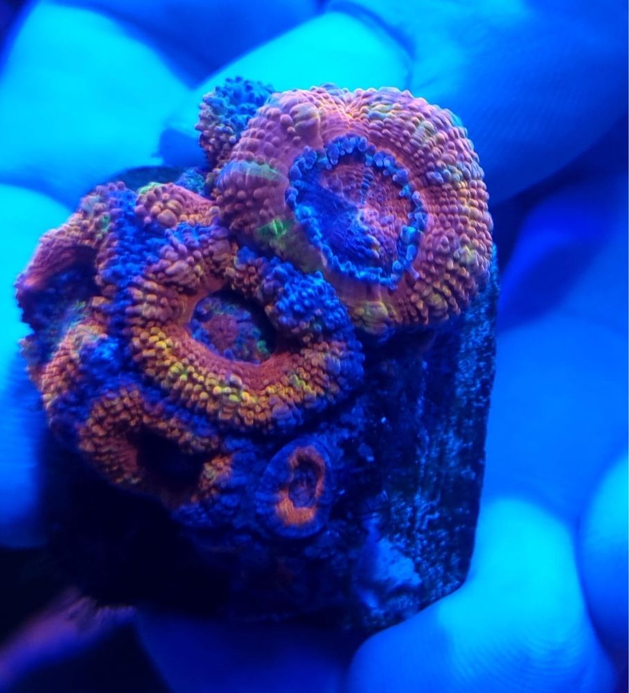 Acanthastrea Lord Rainbow Premium akwarystyka morska