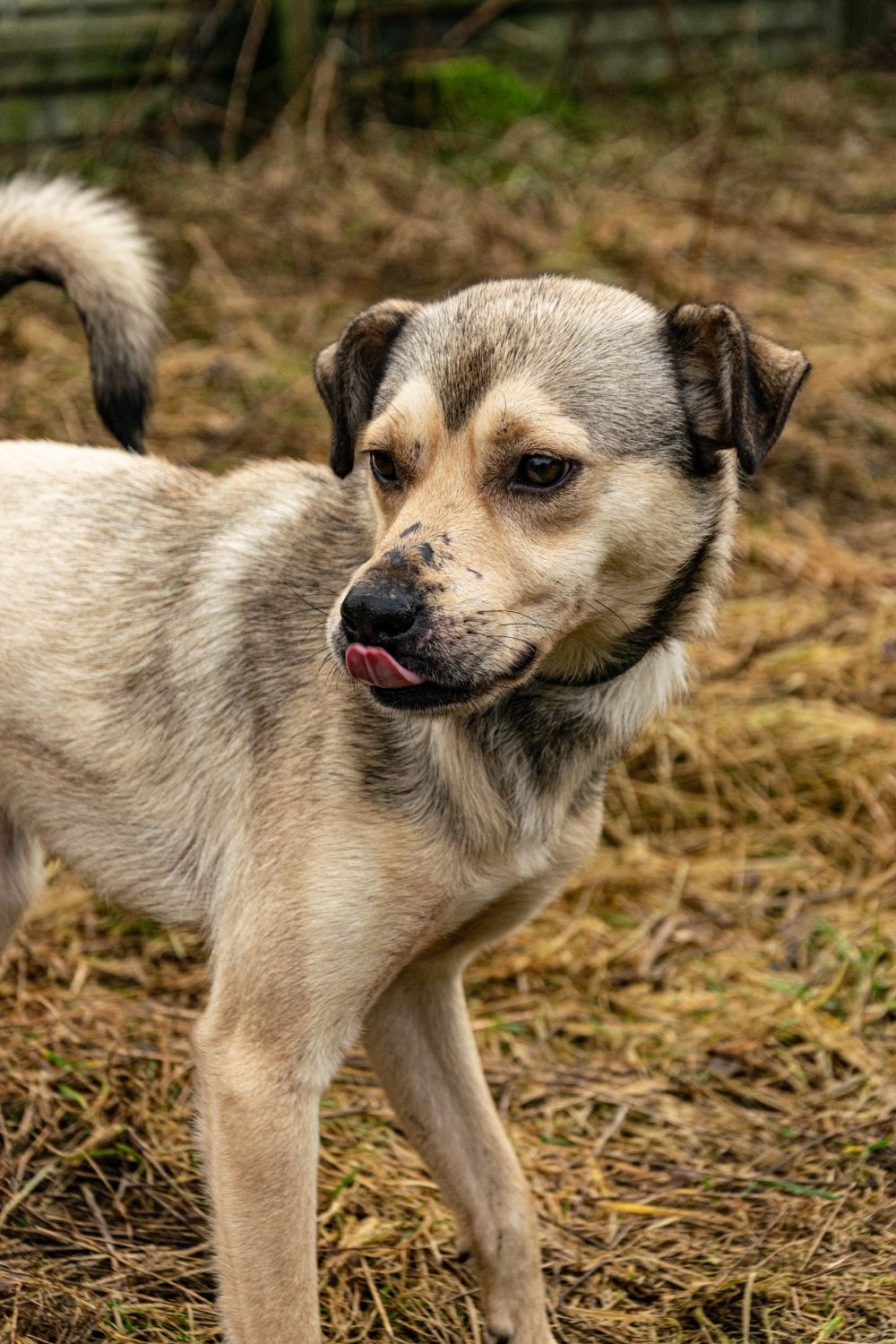 Młodziutki Bezik poleca się do adopcji