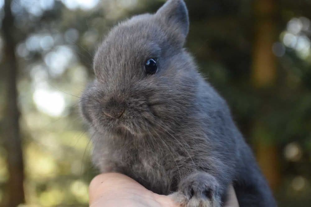 Króliki karzełki / miniaturki