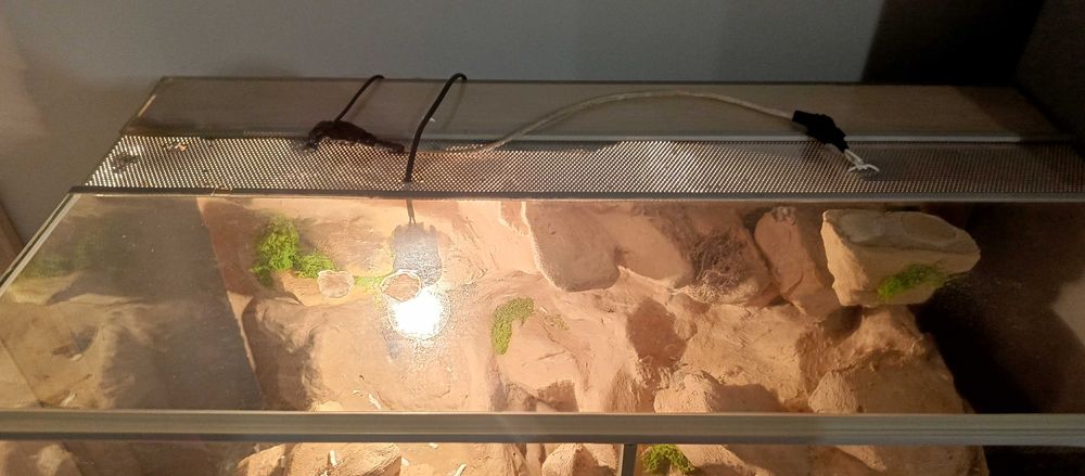 Terrarium dla jaszczurki