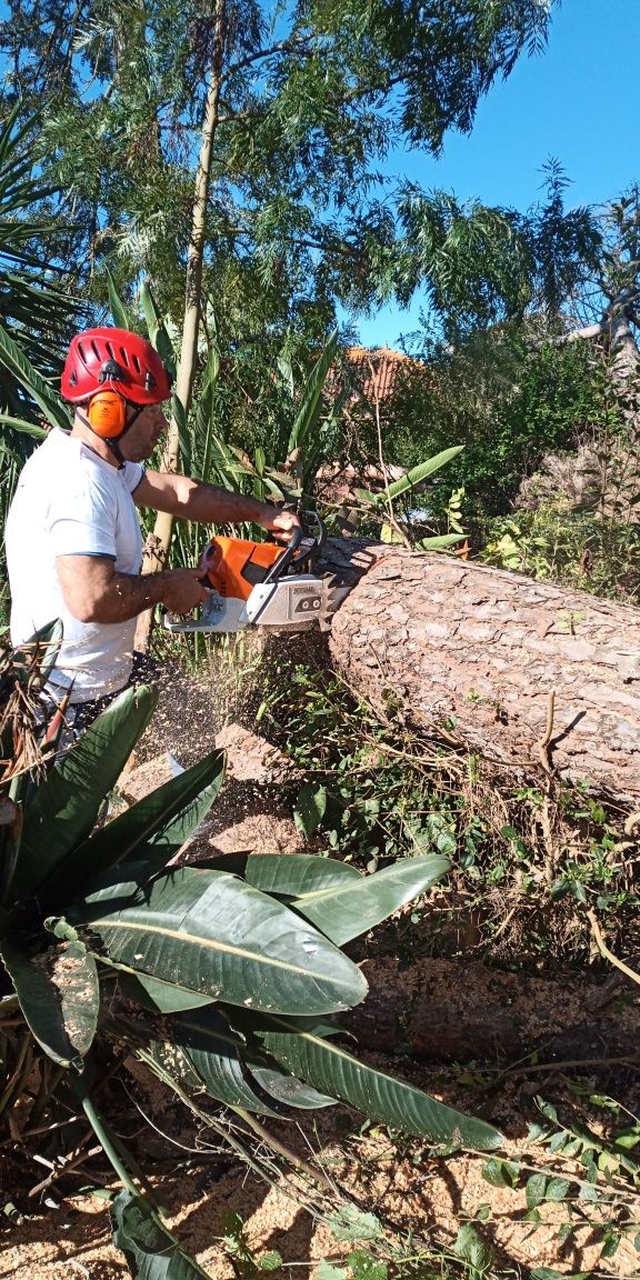 Serviço de motosserra, corte e abate de árvores.