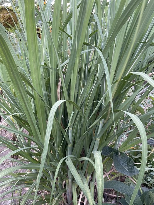 Planta de cana de açúcar