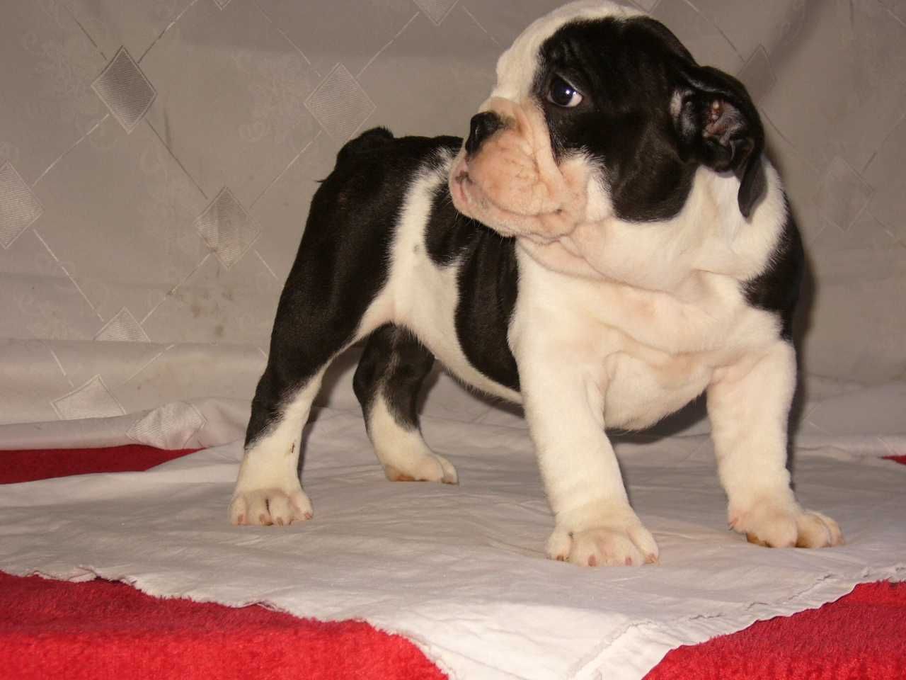 Buldog angielski szczeniak suczka