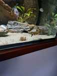 Akwarium Diversa 150×50