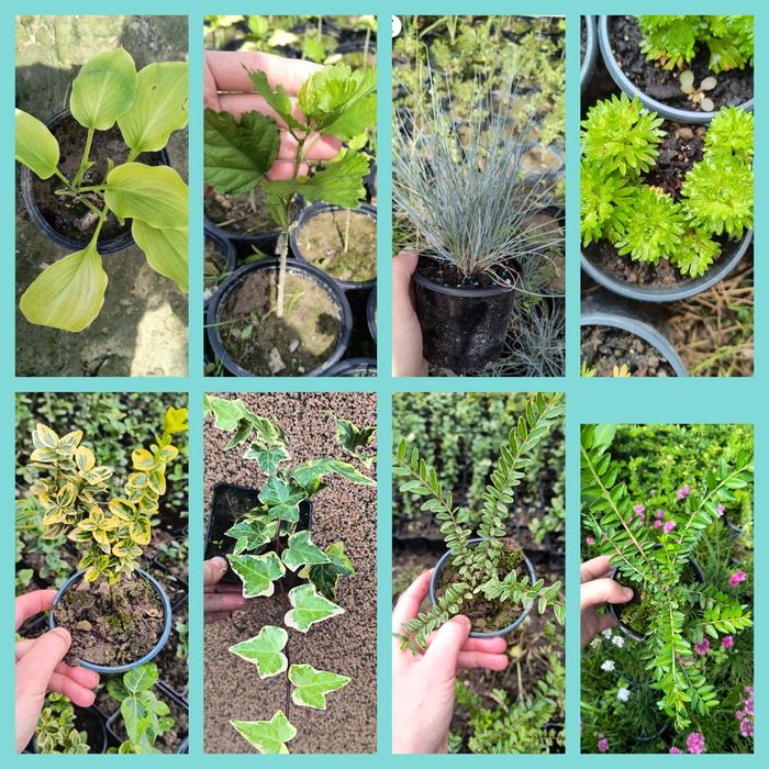 ХОСТА, ГІБІСКУС, Вівсяниця, Ломикамінь, Плющ, Бересклет, Жимолость