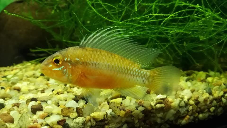 Apistogramma atahualpa F1