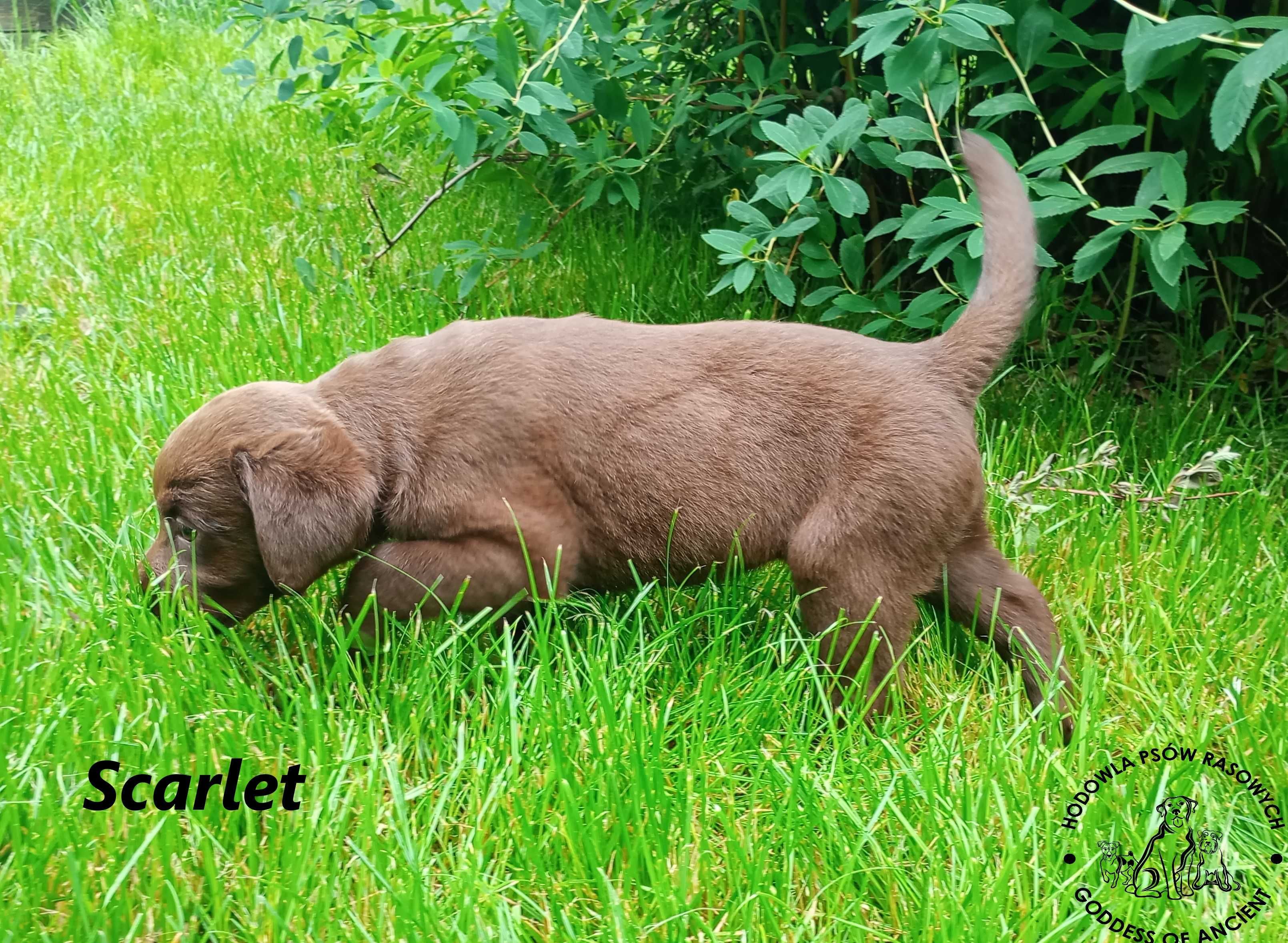 Labrador Retriever czekoladowa suczka rodowód