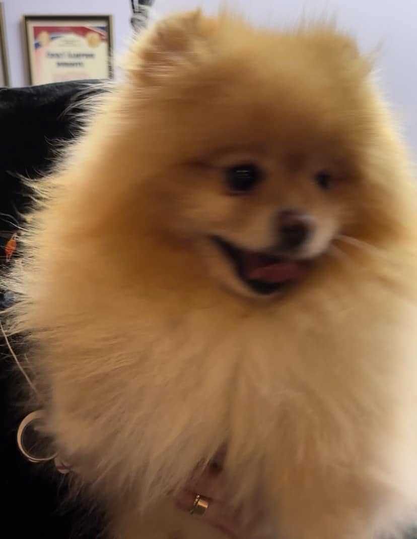 szpic miniaturowy pomeranian