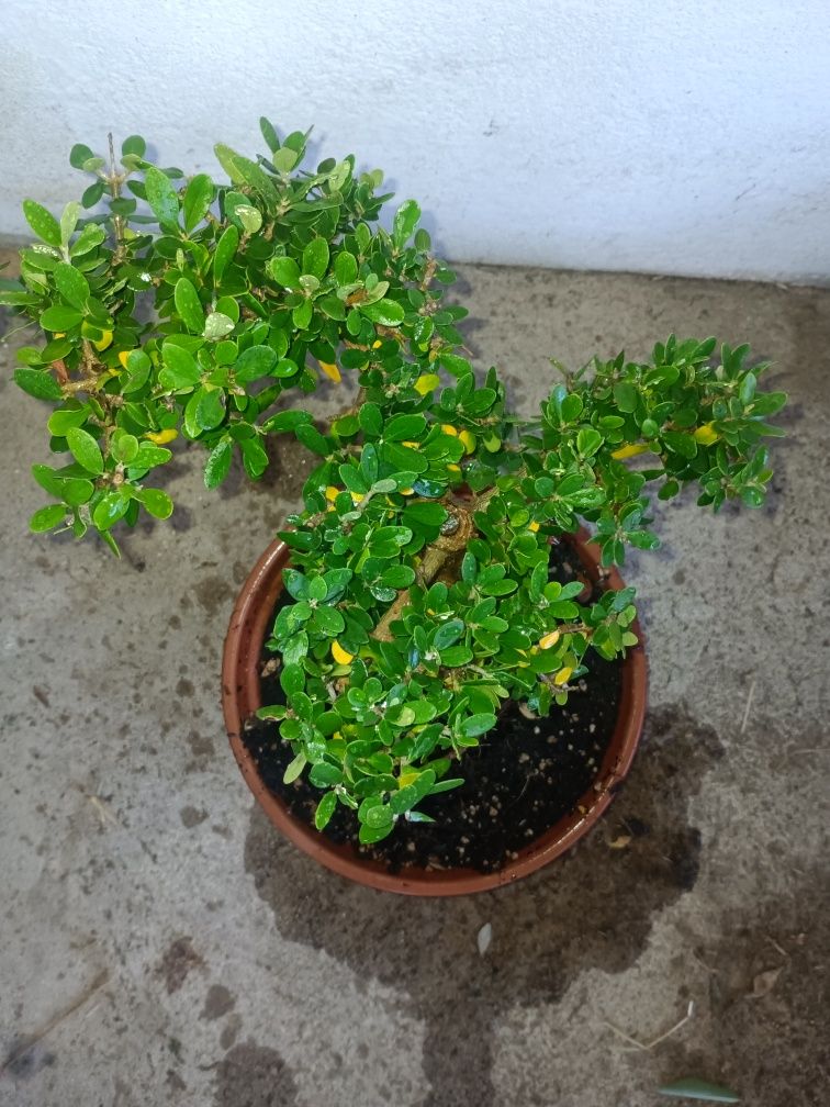 bonsai oliveira 10 anos.