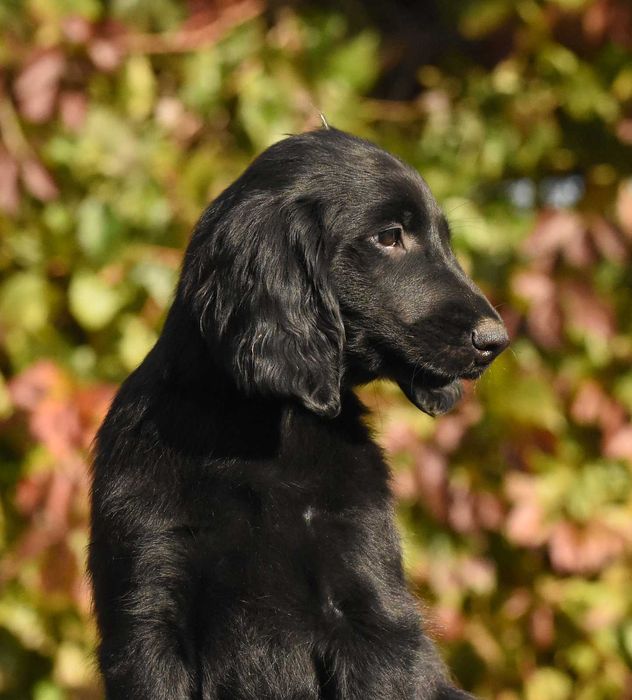 FLAT COATED RETRIEVER - czarny chłopczyk gotowy na nowy dom