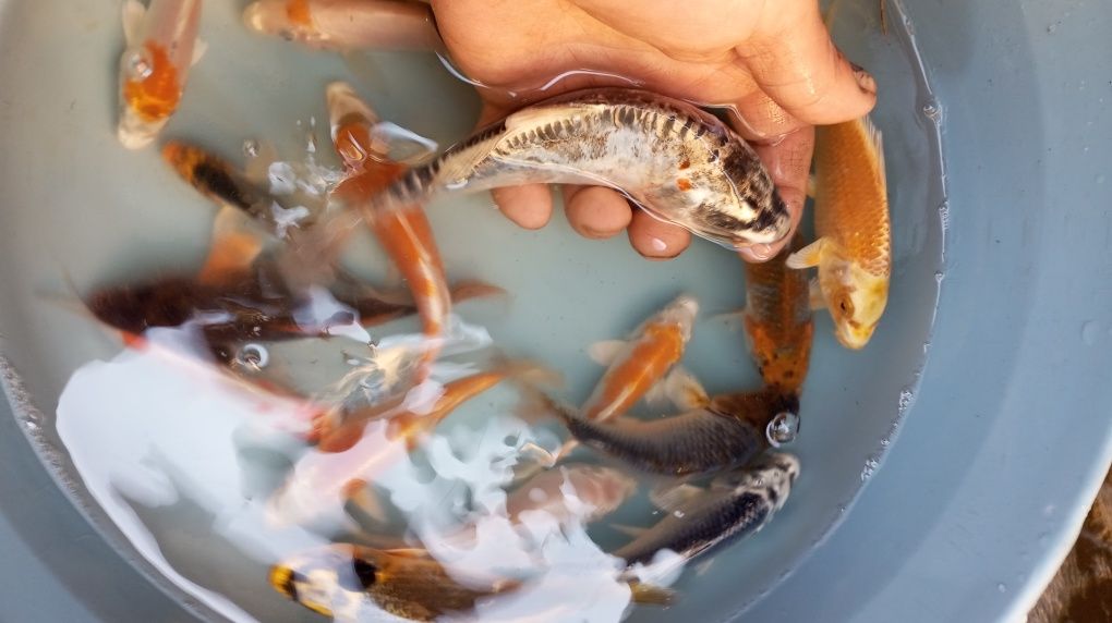 Karp Koi w sprzedaży