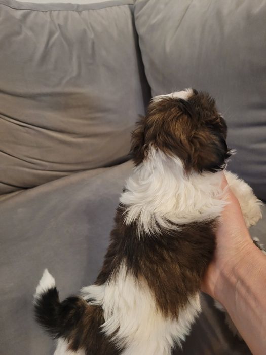 Shih-Tzu  suczka