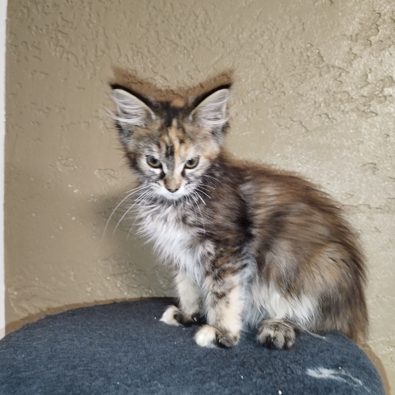 Kotka Maine Coon