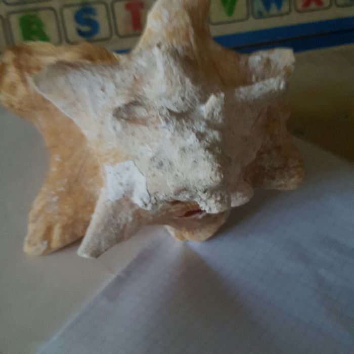 Продам  большкю океаническую ракушку