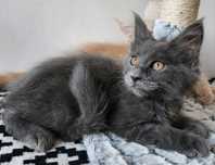 Kotka Maine Coon gotowy do odbioru