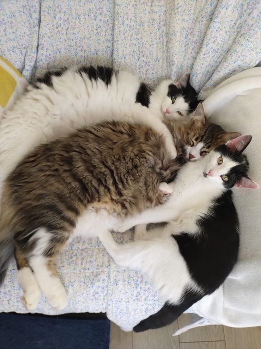 Młoda kotka do adopcji, zdrowa, Radom, Warszawa, czarno-biała