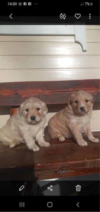 Цуценята Лабладора