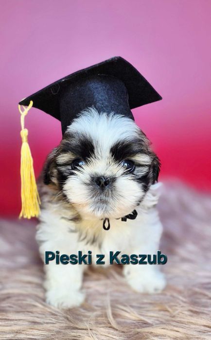 Shih-tzu chłopiec