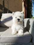 West Highland White Terrier
