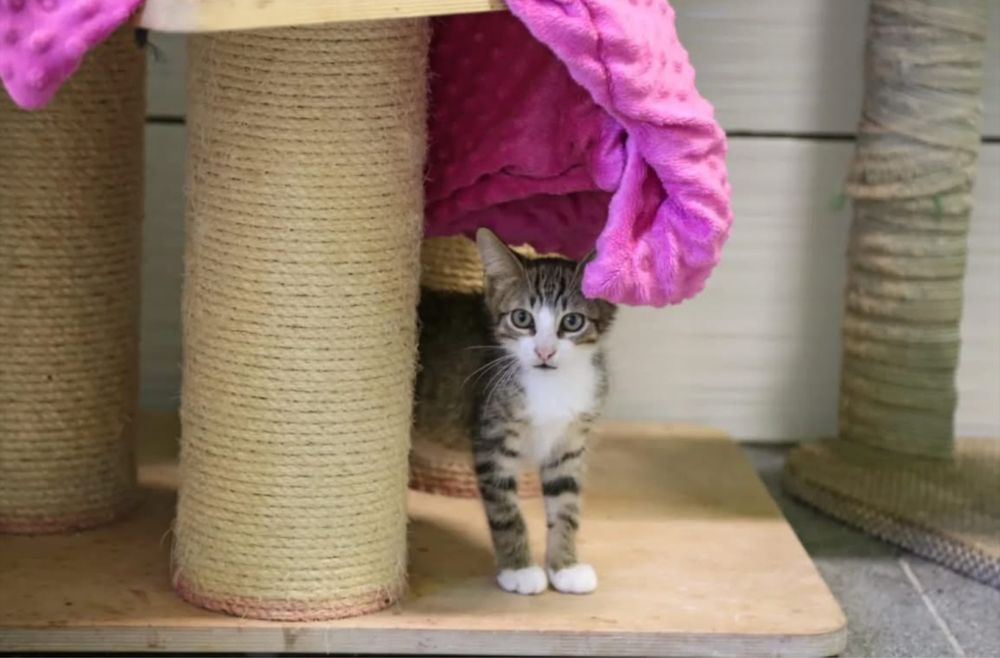 Malutki dwumiesięczny kocurek KOMO do adopcji