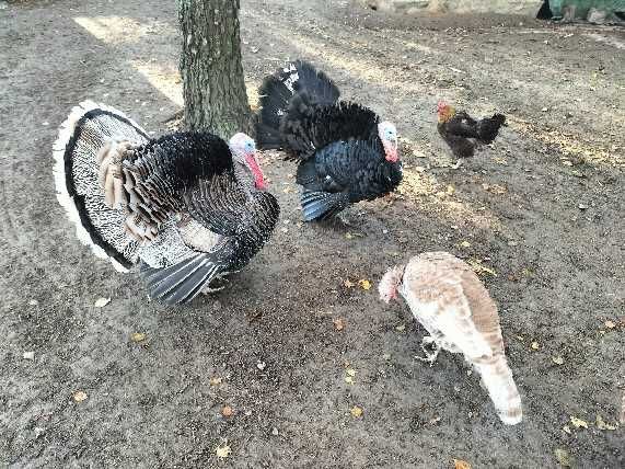 Sprzedam młodego indora