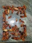 Karaczan turecki (Periplaneta lateralis) Sub/adult 300szt