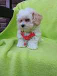 Maltipoo śliczna suczka